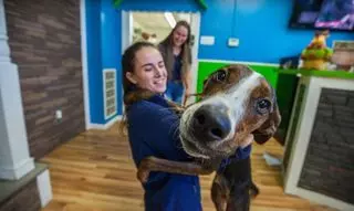 Hounds Town