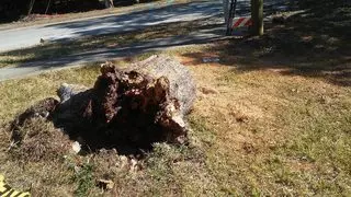 A Original Southern Style Tree Service