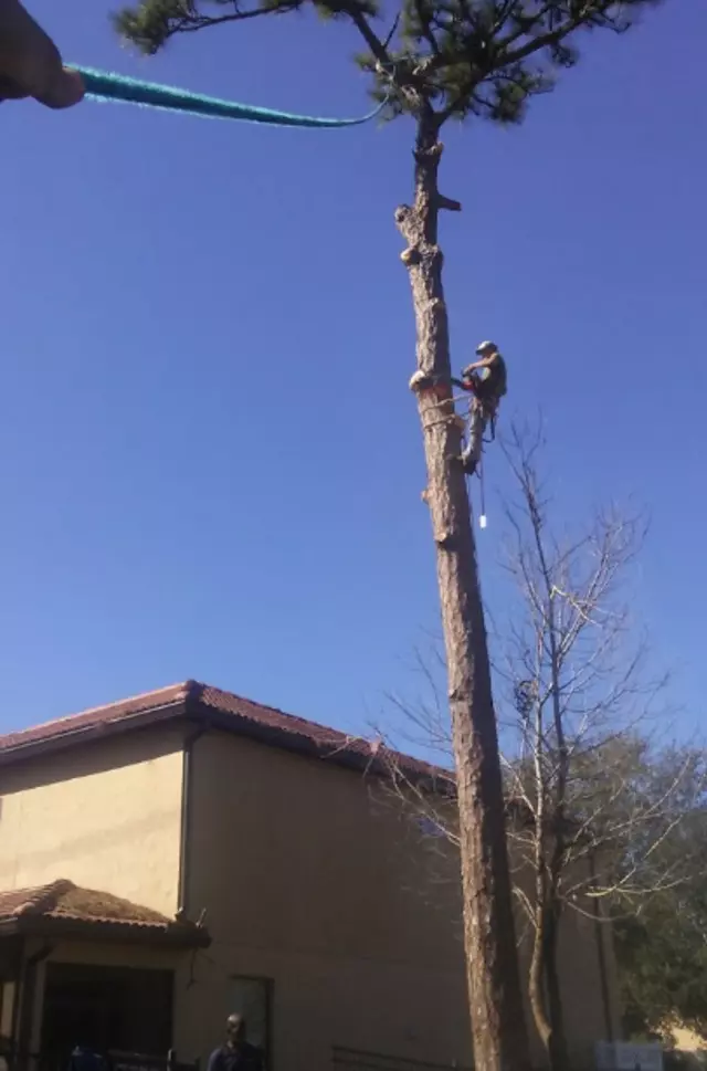 A Original Southern Style Tree Service