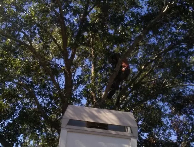 A Original Southern Style Tree Service