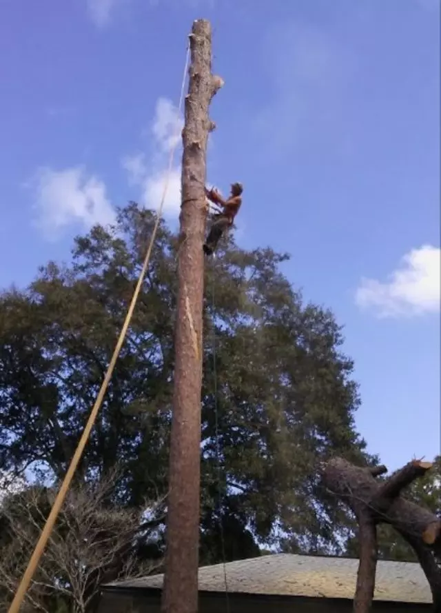 A Original Southern Style Tree Service