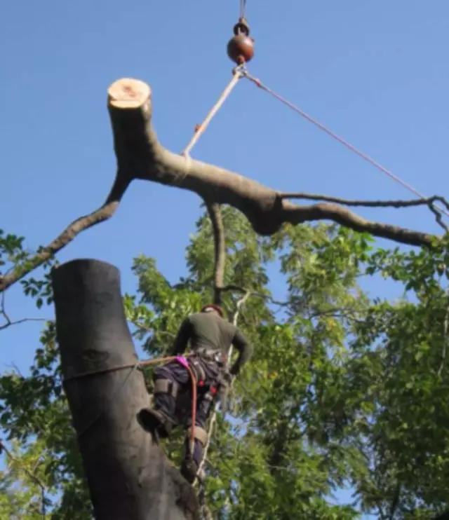 A Original Southern Style Tree Service
