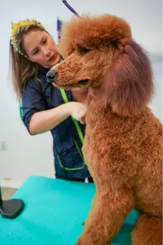 Pecas Grooming Salon