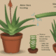 aloe vera plant care