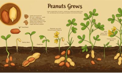 How Do Peanuts Grow