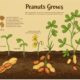 How Do Peanuts Grow