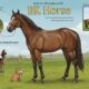 BK Horse: History, Care, and Modern Significance