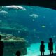 The Best Aquariums in the US: Dive into a World of Marine Wonders